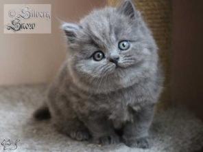 Длинношерстные британские котята