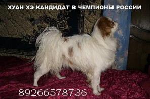 ЯПОНСКИЙ ХИН ЩЕНКИ ПРОДАЮТСЯ