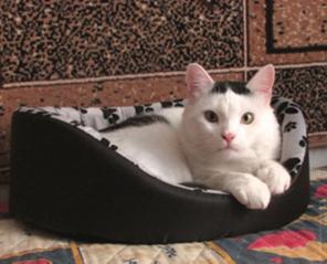 Ласковый спокойный котик Бонус в добрые руки.