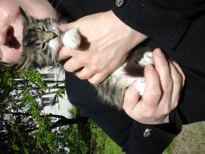 Маленький котенок - девочка Алиса в дар.