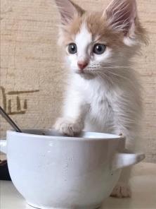 Отдам котенка с сердечком на носу