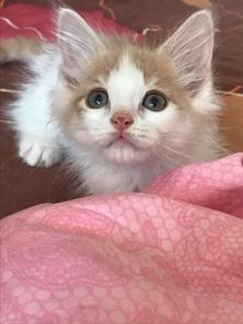 Отдам котенка с сердечком на носу