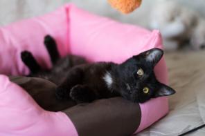 Ищет дом котенок Хлоя