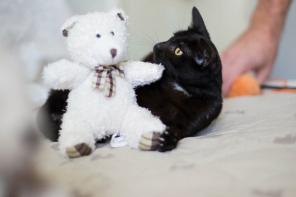 Ищет дом котенок Хлоя