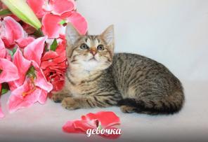 Москва. Крошечные смурфики в добрые ручки!