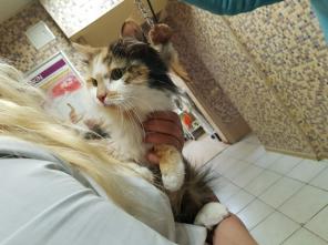 Срочно отдам молодую кошку! Сдали на усыпление!