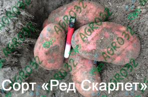 Лучший картофель России