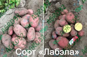 Лучший картофель России