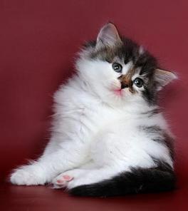 СИБИРСКИЕ котята различных окрасов!