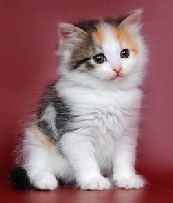 СИБИРСКИЕ котята различных окрасов!