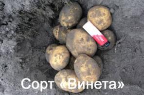 Качественный картофель оптом