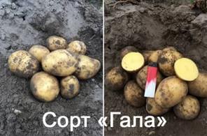 Качественный картофель оптом
