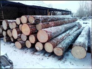 Заголовок: Лес круглый (кругляк). Лиственница.