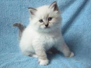 Котята - Невский Маскарад !
