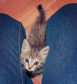 Котенок Паштет ищет дом!