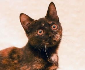 Котеночка Софи, сладкая шоколадка в добрые руки!