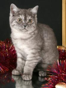 НЕМЕТЯЩИЕ БРИТАНСКИЕ КОТЯТА !!!