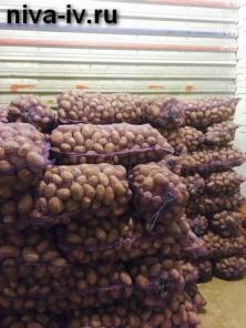 Продажа продовольственного картофеля оптом и в розницу