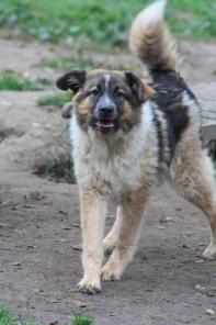 Вилли