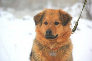 Липа, рыжая собака ищет хозяина!