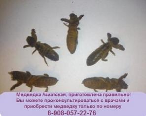Медведка Азиатская