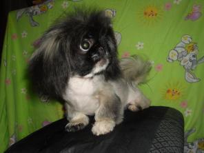 Профессиональная стрижка собак "dog the winner"