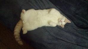 Котик Каспер ищет свой новый дом!