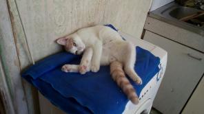 Котик Каспер ищет свой новый дом!