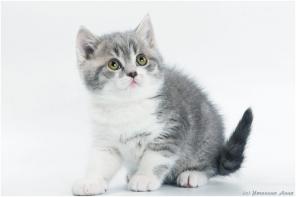 Продается британский котик