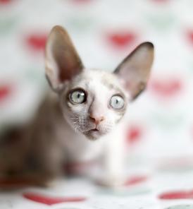 Корниш-рекс королевские кудрявые котята.