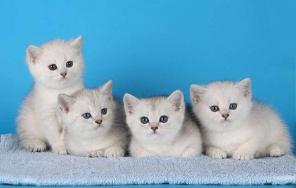 Продажа элитных британских котят в Чехии