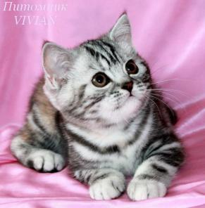 Британские котята черный мрамор на серебре из VIVIAN.