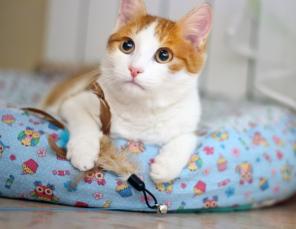 Нежный рыжик котенок Ёшка ищет дом.