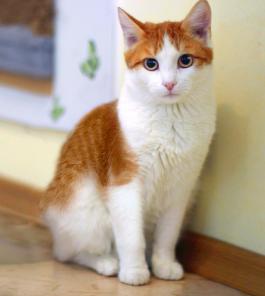 Нежный рыжик котенок Ёшка ищет дом.