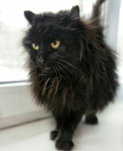 Отдам молодую черную кошку