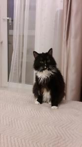 Ищет дом самый красивый кот