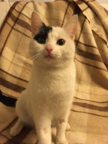 Кошечка ищет дом