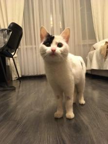 Кошечка ищет дом