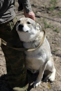Обаятельный мальчишка Грей в добрые руки