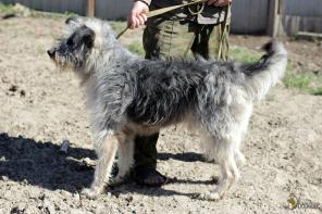 Лохматый симпатяга Рафаэль