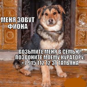 Фиона ищет семью, собака в дар, отдам собаку бесплатно