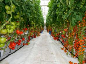 Промышленные и фермерские теплицы купить цена от завода