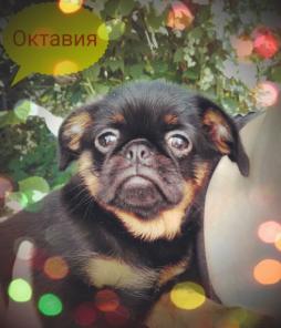 Щенки пти-брабансона