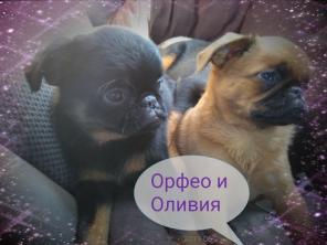 Щенки пти-брабансона
