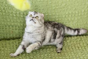 Вислоухий котик Оскар ищет дом