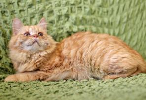 Рыжая солнечная котенок Злата в дар