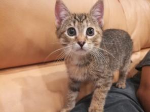 Отдам котенка, девочку в любящие руки