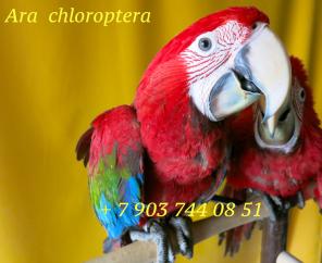 Зеленокрылый ара (Ara chloroptera) ручные птенцы из питомников Европы
