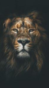 ���������� ���������-�������������