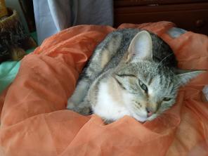 Котенок ищет дом.